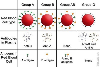 Blood typing table showing antigens and antibodies