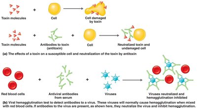 Neutralization of toxins and viruses by antibodies