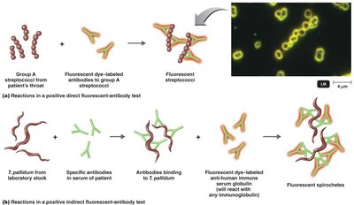 Fluorescent-antibody technique for detecting antigens and antibodies