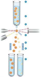 Fluorescence-activated cell sorter diagram