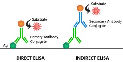 Direct and indirect ELISA comparison