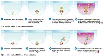 ELISA method steps
