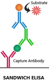 Pregnancy test result mechanism
