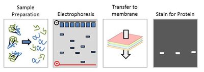 Western blotting steps