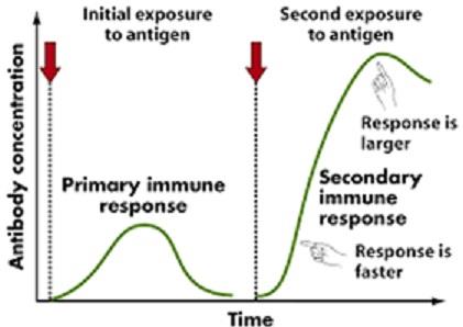 Graph showing primary and secondary immune responses