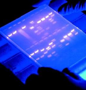 Western blotting gel under UV light