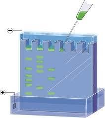 Electrophoresis setup for Western blotting
