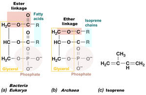 Ester vs. ether linkages in membrane lipids