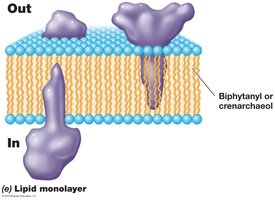 Lipid monolayer in archaeal membranes