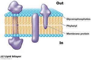 Lipid bilayer in archaeal membranes