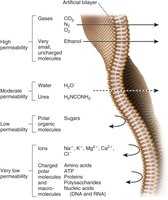 Membrane permeability to various substances
