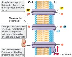 Transport mechanisms in prokaryotes