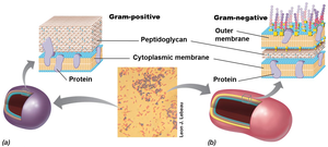 Gram-positive vs. Gram-negative cell wall structure