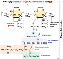 Peptidoglycan structure and glycan tetrapeptide