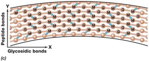 Peptidoglycan cross-linking: glycosidic and peptide bonds