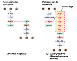 Peptidoglycan cross-linking in Gram-negative and Gram-positive bacteria