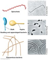 Unusual shapes of bacteria: spirochete, stalked, hyphal, filamentous