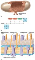 Gram-positive cell wall structure and teichoic acids