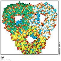 Porin structure in the outer membrane