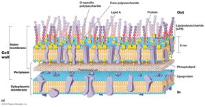 Gram-negative cell wall structure