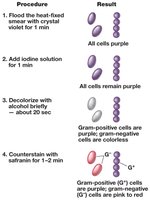 Gram stain procedure and results