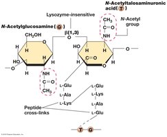 Pseudomurein structure in archaeal cell walls