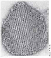 S-layer structure in archaeal cell walls