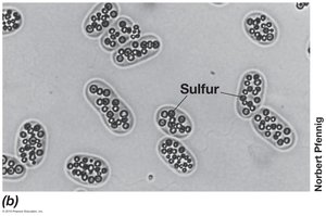 Sulfur granules in bacterial cells