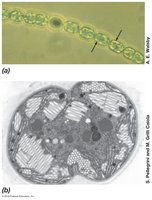 Gas vesicles in planktonic prokaryotes
