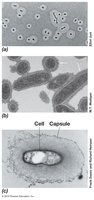 Bacterial capsules and slime layers