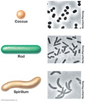 Major cell morphologies: coccus, rod, spirillum
