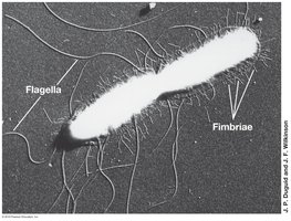 Fimbriae and flagella on bacterial cell