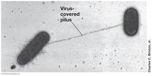 Virus-covered pilus
