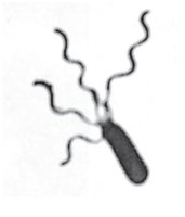 Flagella arrangements: polar, lophotrichous, peritrichous