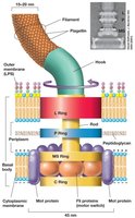 Flagella structure and basal body