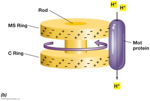 Flagella motor powered by proton movement
