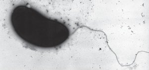 Swimming speeds of different flagella arrangements