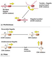 Movement in peritrichous and polarly flagellated prokaryotes