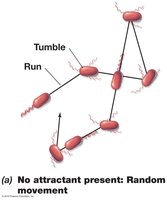 Random movement: runs and tumbles in E. coli