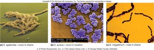 Characteristic arrangements of cocci and rods