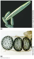 Very large prokaryotes: Epulopiscium fishelsoni and Thiomargarita namibiensis