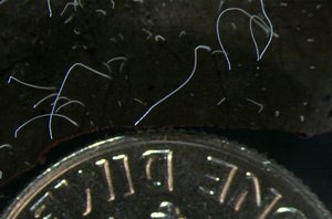 Thiomargarita magnifica compared to a coin