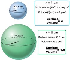 Surface area to volume ratio in cells