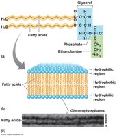 Phospholipid bilayer structure