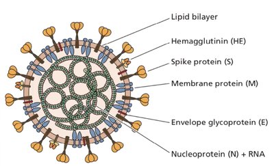 Diagram of coronavirus structure with labeled components