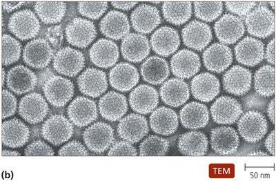 Table of human virus families, genome types, and representative diseases