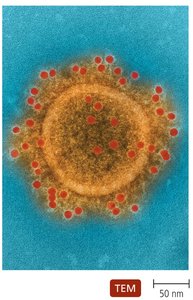 Flowchart of DNA and RNA virus classification