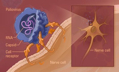 Diagram showing poliovirus binding to a nerve cell receptor