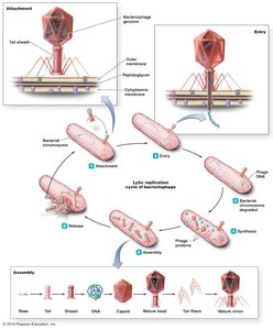 Diagram of the lytic replication cycle of a bacteriophage