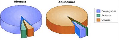 Pie charts showing the relative biomass and abundance of viruses, prokaryotes, and protists
